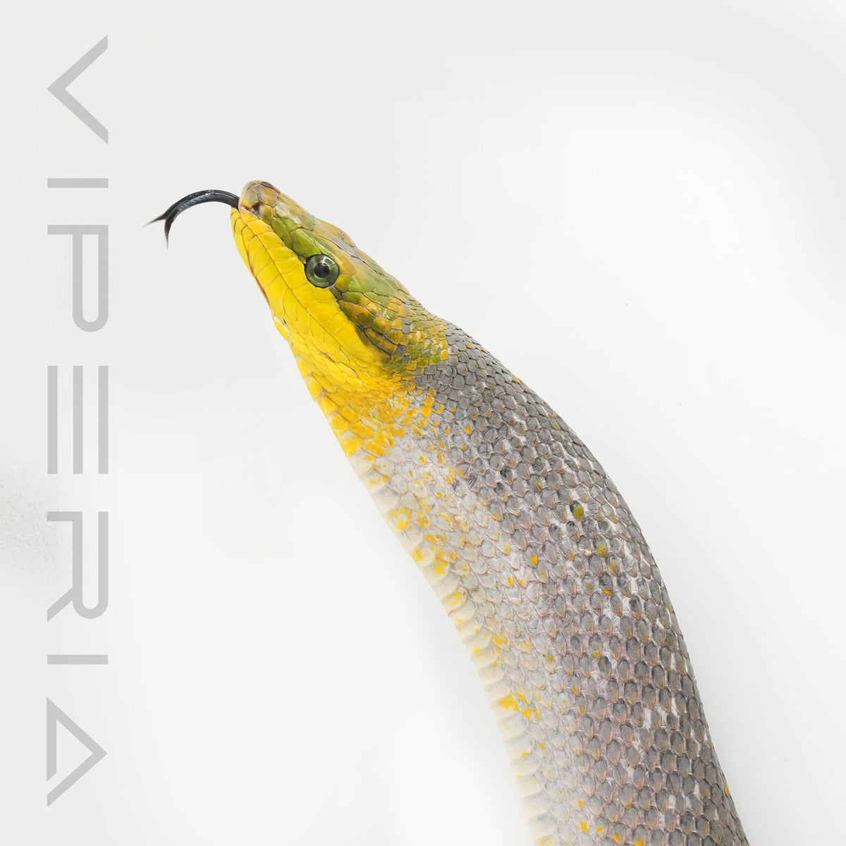 Orange Red Tail Rat Snake