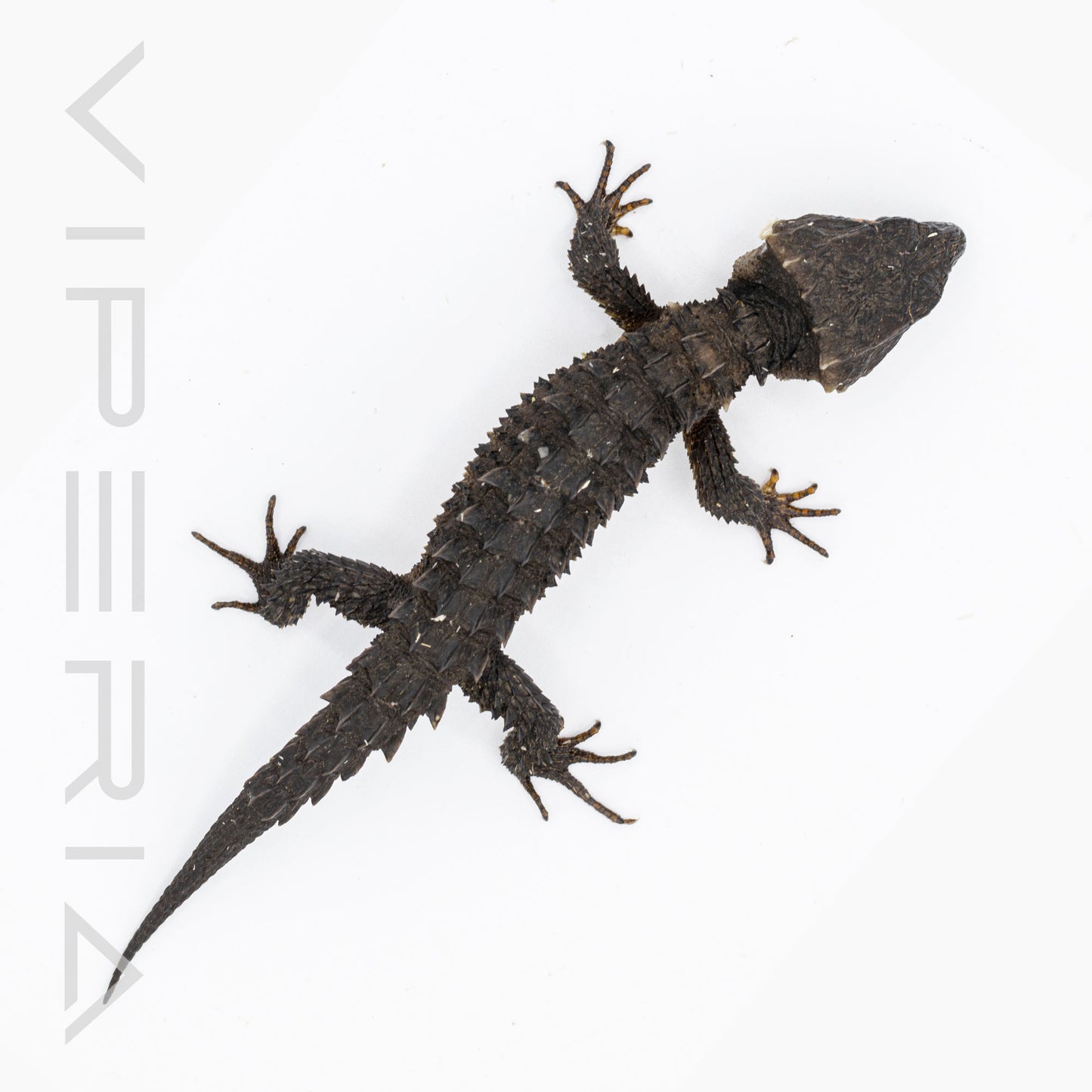 Red Eyed Crocodile Skink