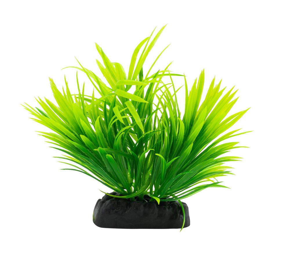 AquaSpectra Helanthium Plant 10cm