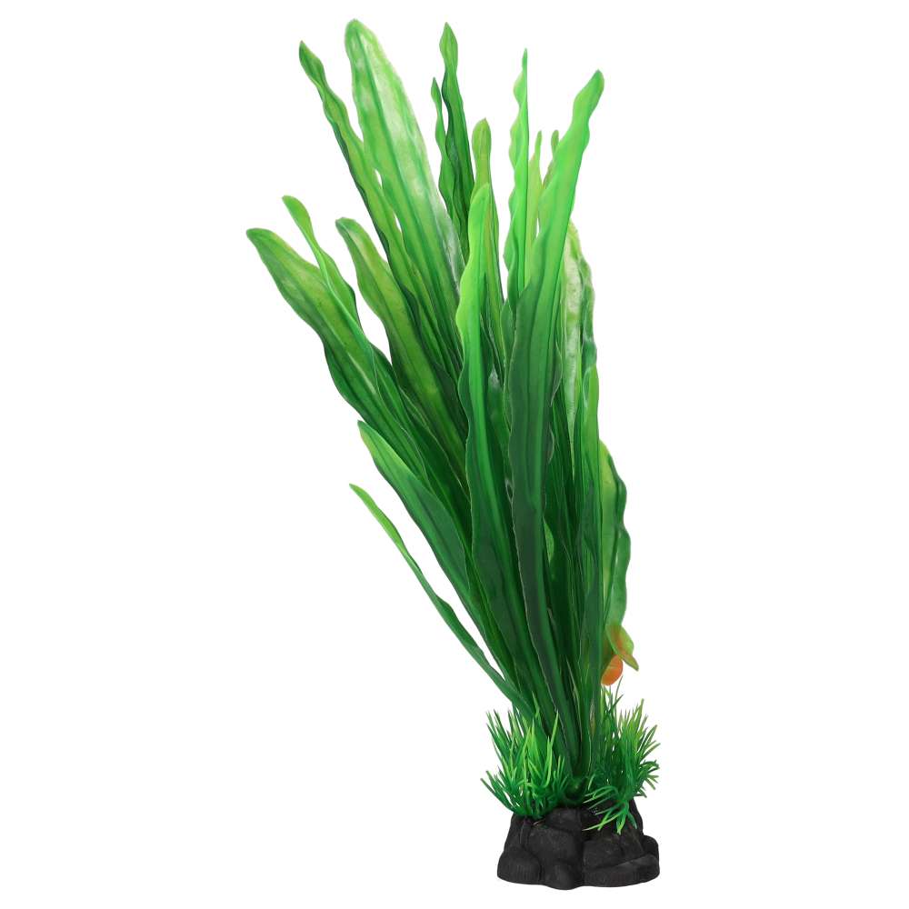 AquaSpectra Amazon Sword Leaf