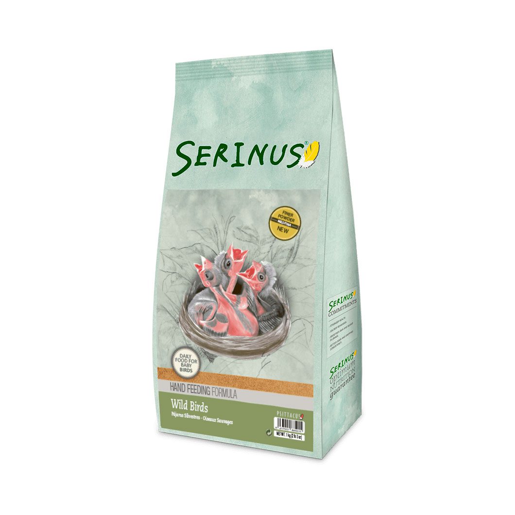 Serinus Wild Birds Hand Feeding