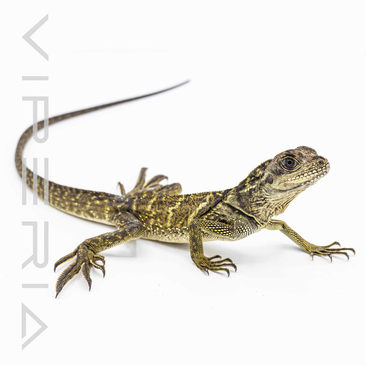 Indonesian Giant Sailfin Dragon
