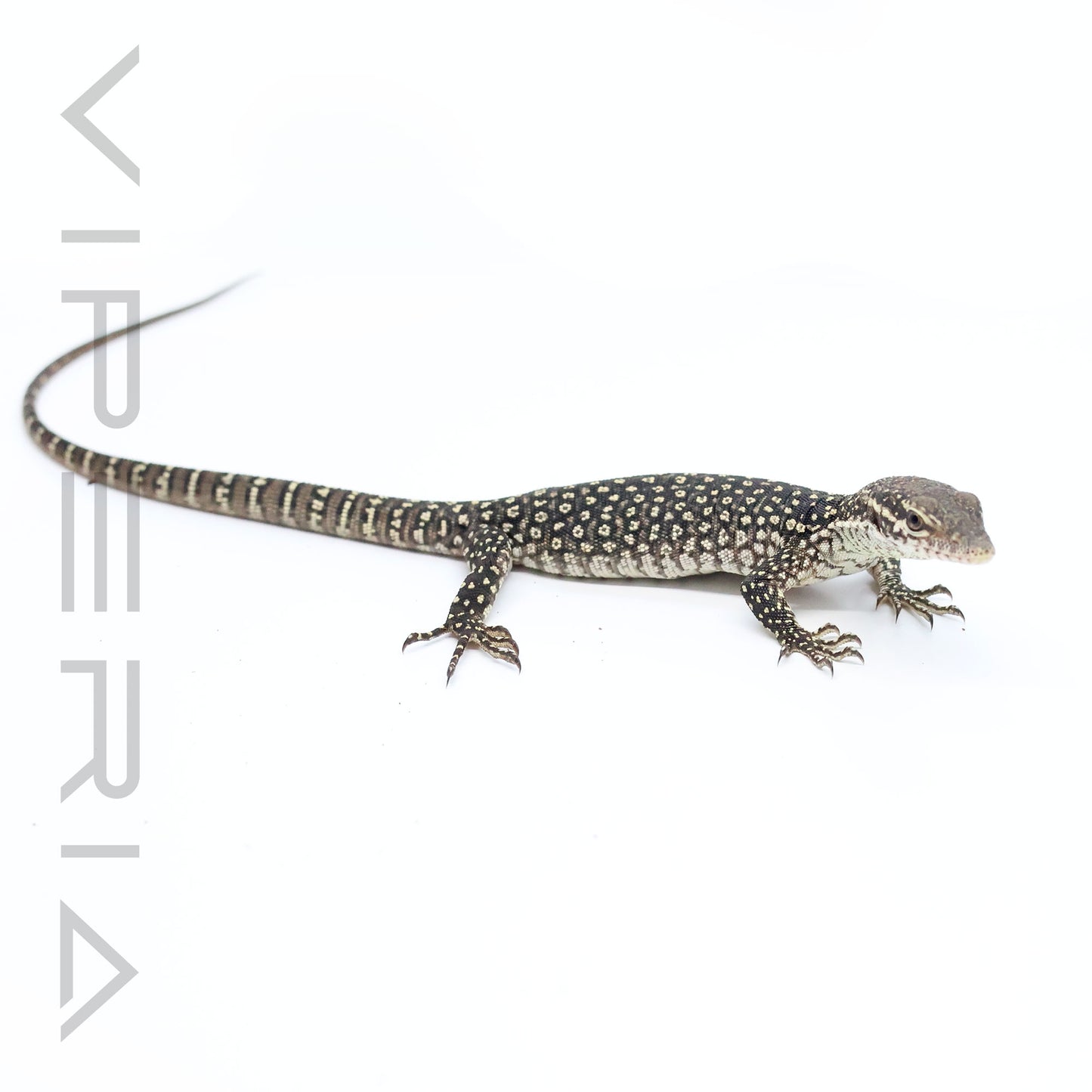 Timor Monitor
