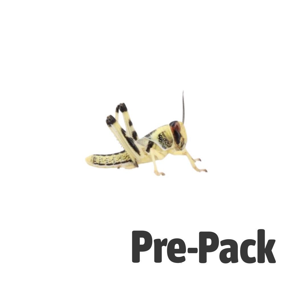 Medium Locusts 12-20mm