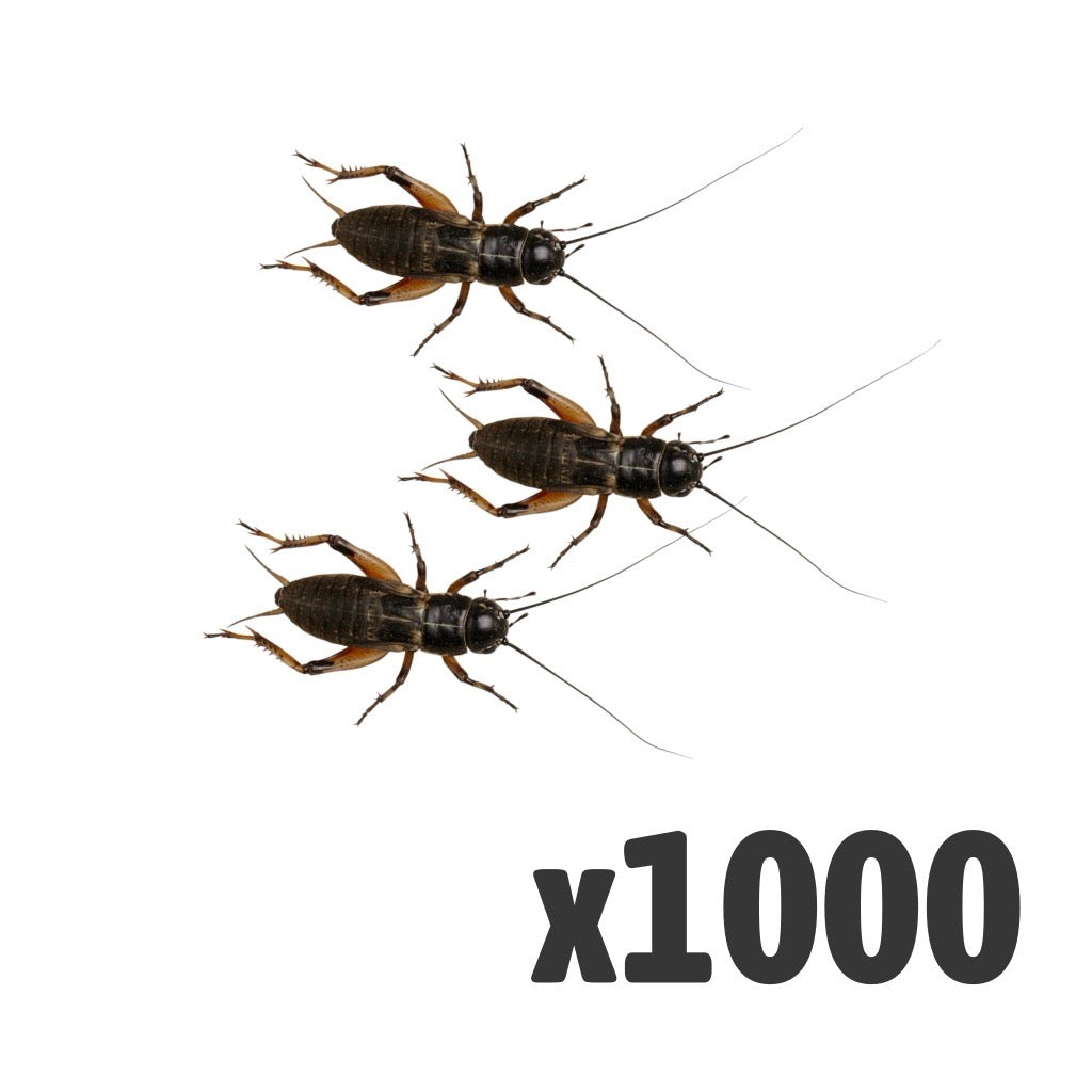 Black Crickets Medium - Bag of 1000 | Bulk Livefood