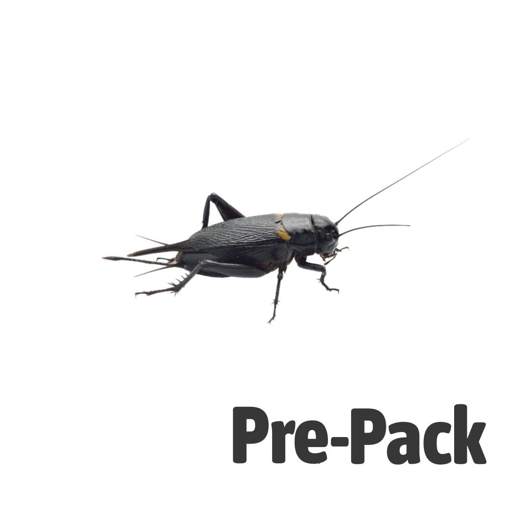 Black Crickets Pre-Pack Extra-Large | Live Reptile Feeder Insects