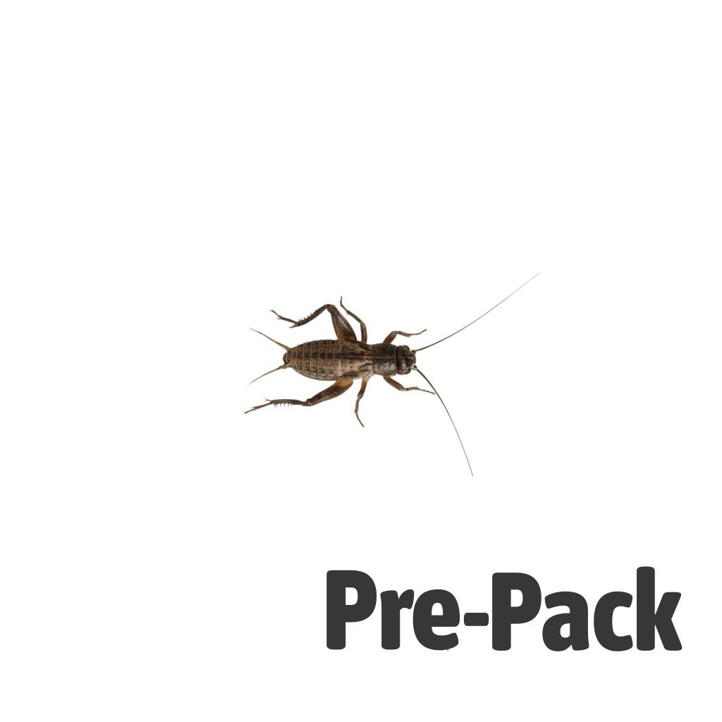 Medium Small Black Crickets 6-8mm