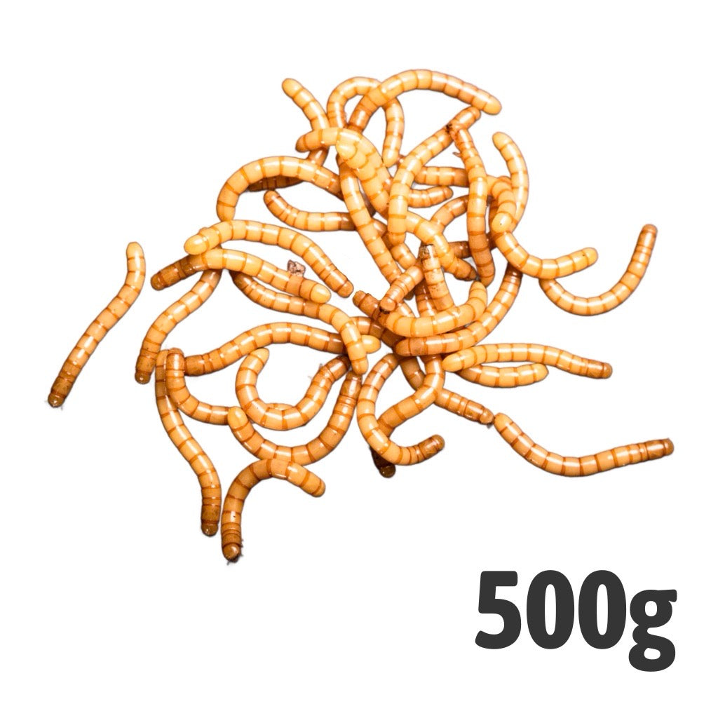 Giant Mealworms 500g | Pre-Pack Livefood for Reptiles