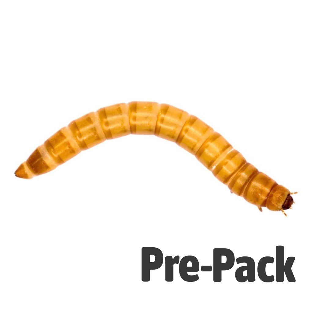 Giant Mealworm Pre-Pack | Live Reptile Feeder Insects