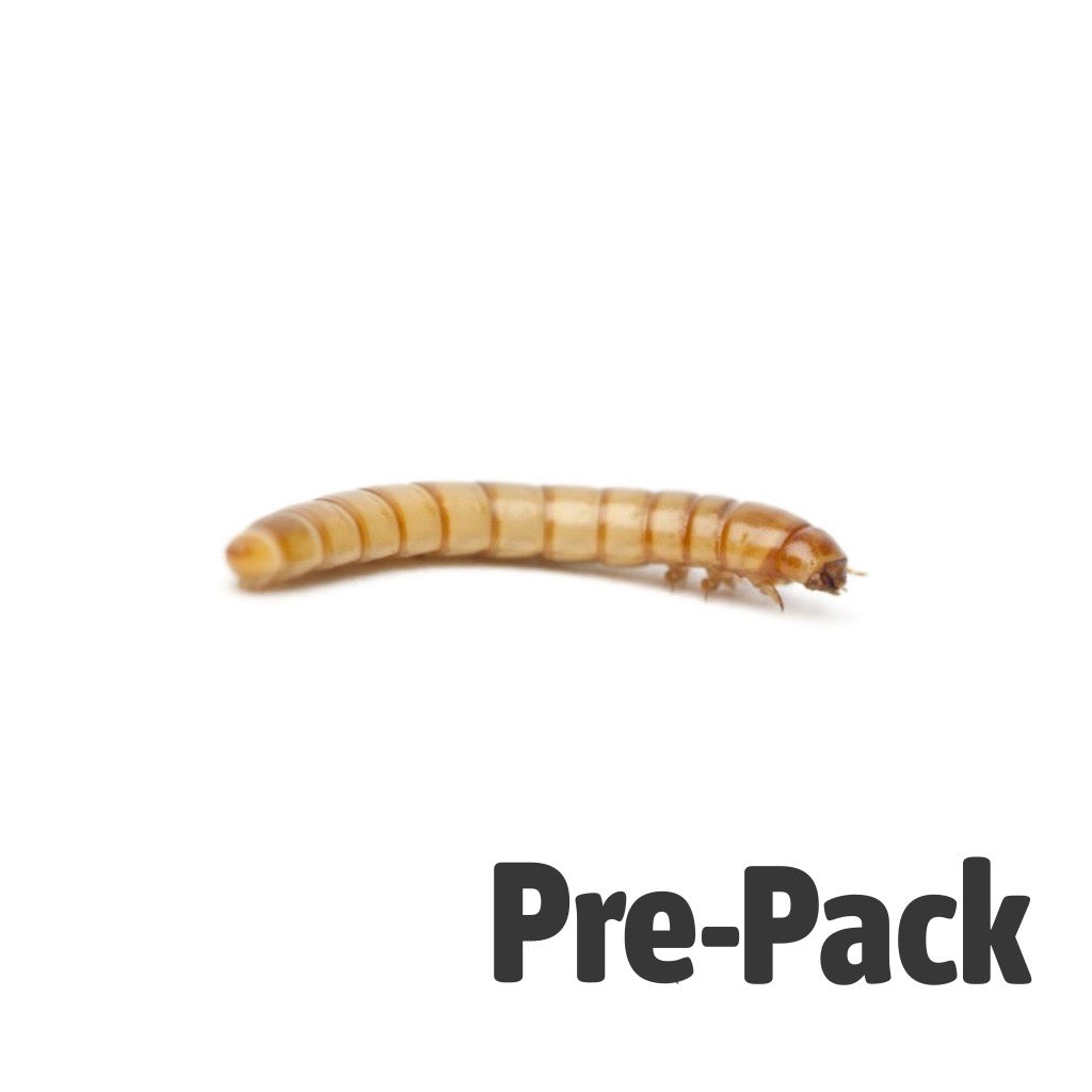Mealworm Pre-Pack | Live Feeder Insects for Reptiles & Amphibians