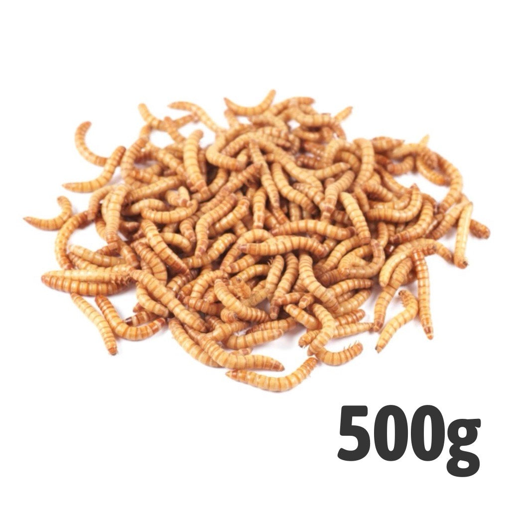 Mealworms (Bag of 500g) | Live Reptile Feeder Insects
