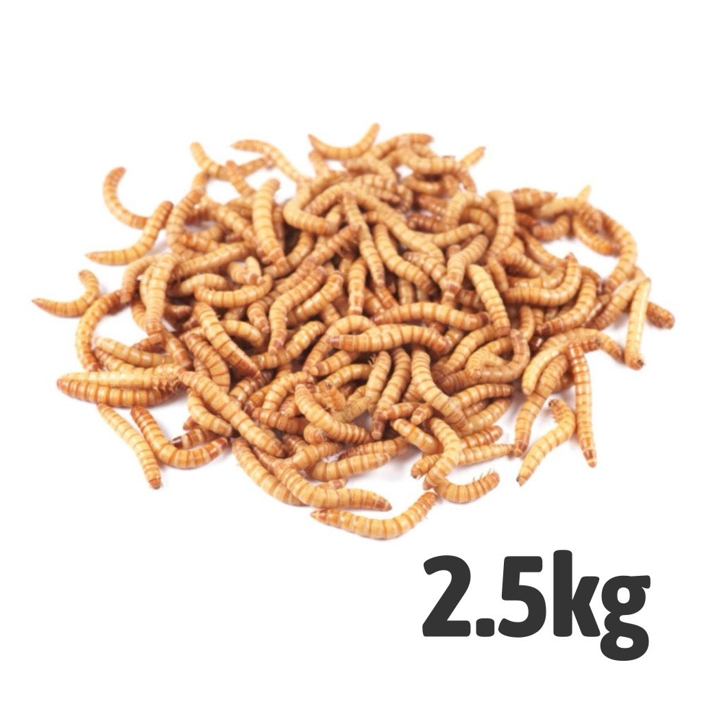 Live Mealworms Loose in Tray 2.5kg | Reptile Livefood