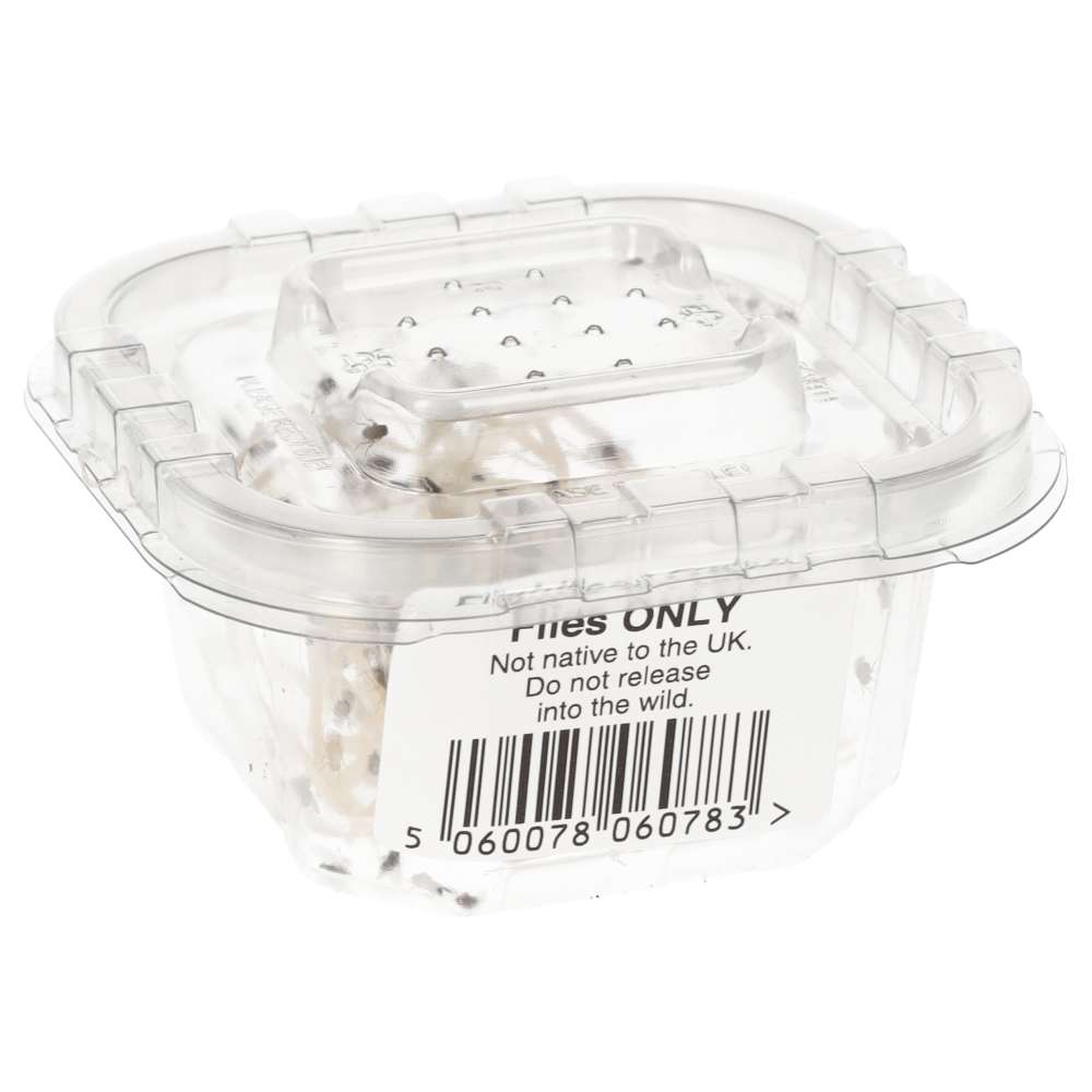 Flightless Fruit Flies | Live Feeder Insects for Reptiles & Inverts