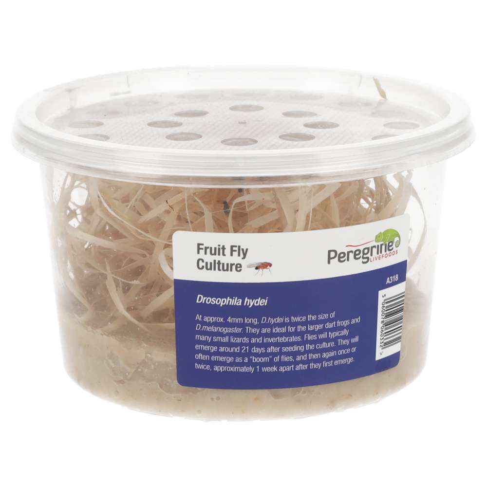 Flightless Fruitflies 2-3mm
