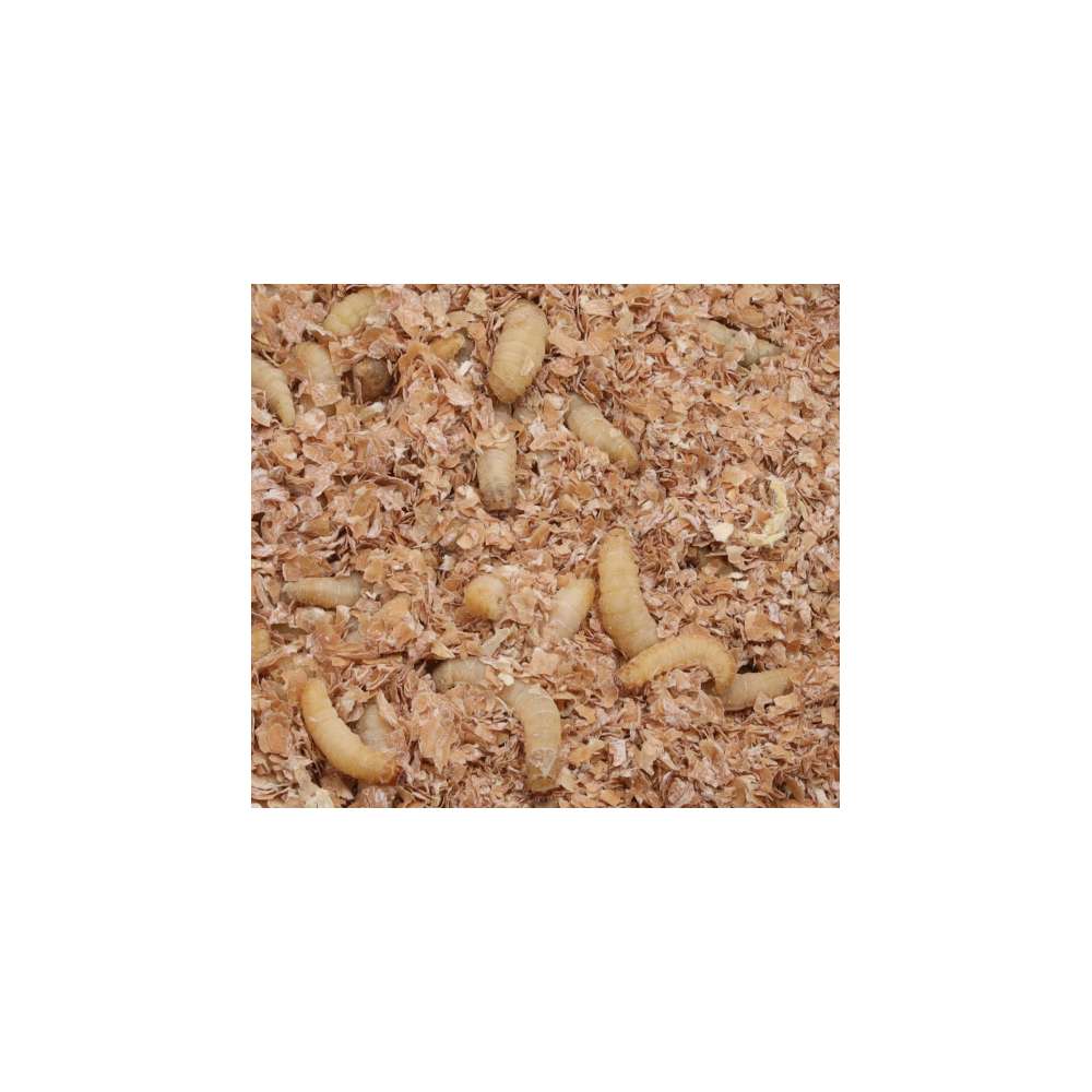 Waxworms