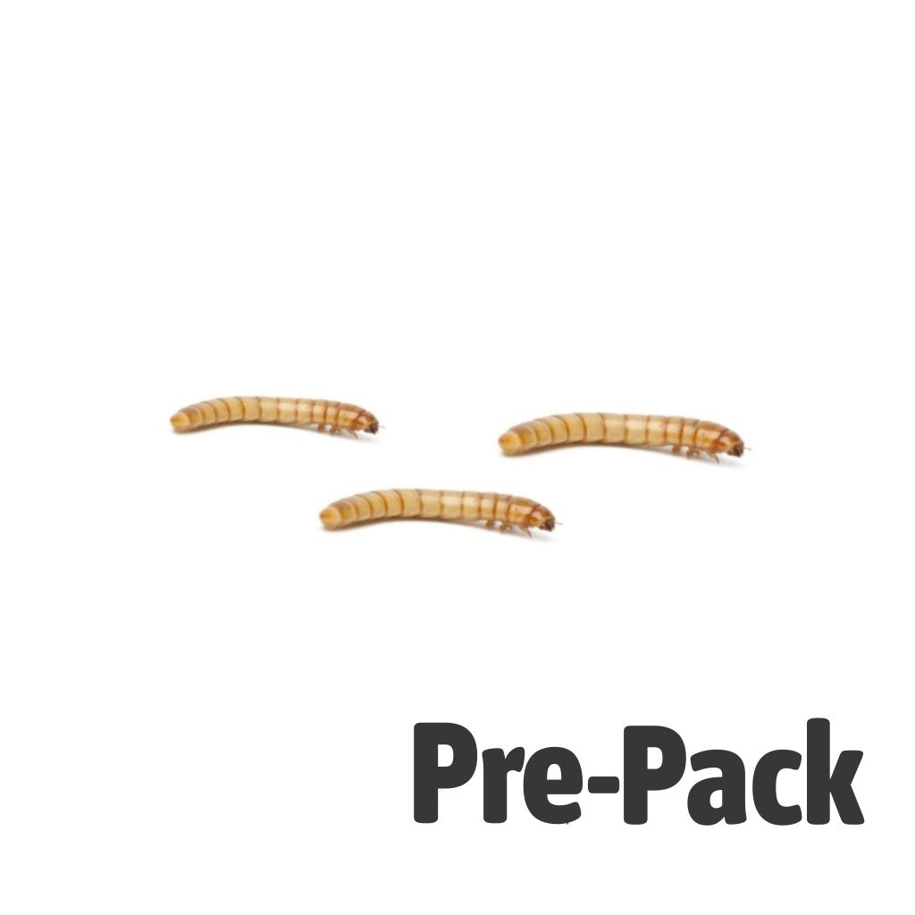 Mini Mealworm Pre-Pack | Live Reptile & Amphibian Food