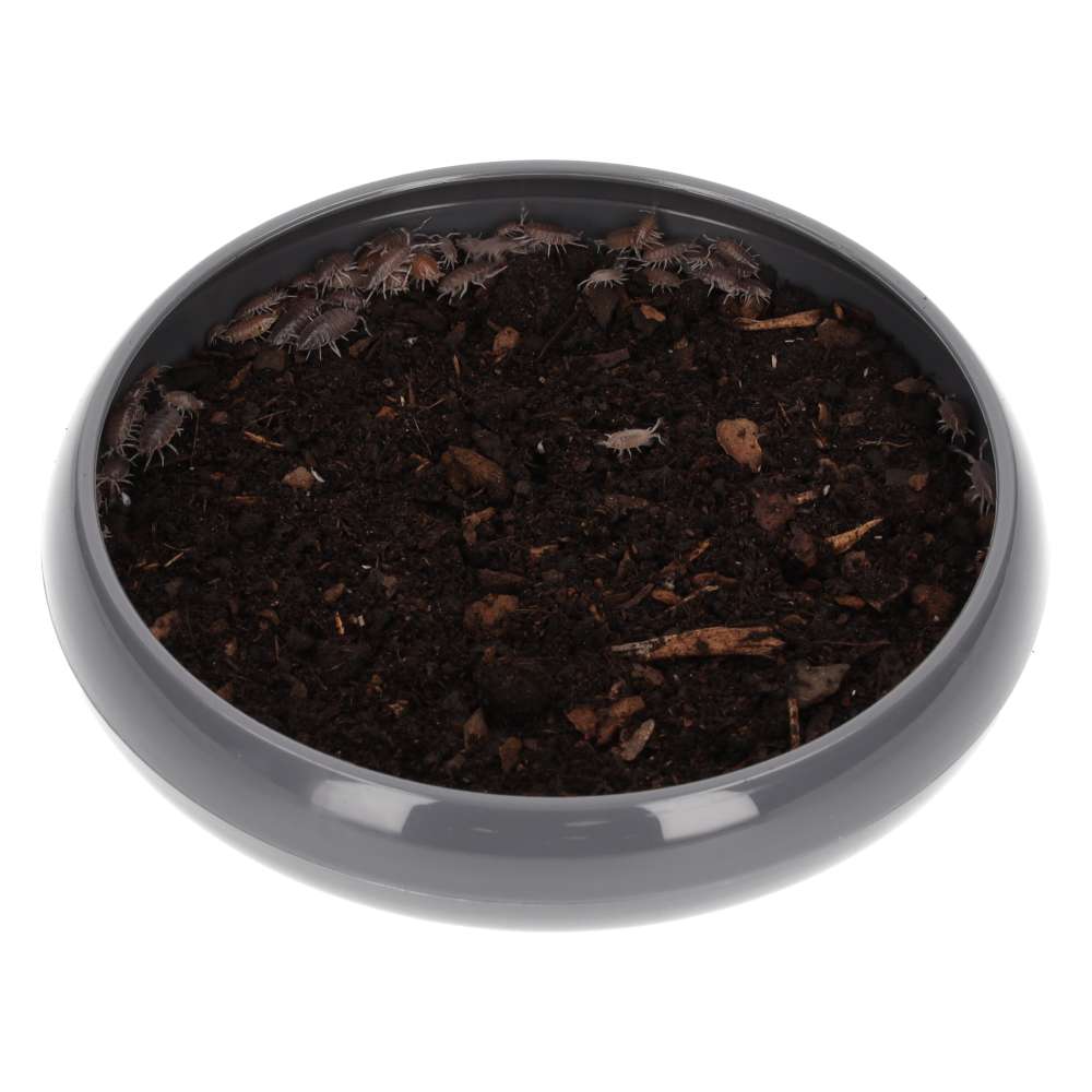 Tropical Grey Woodlice Culture