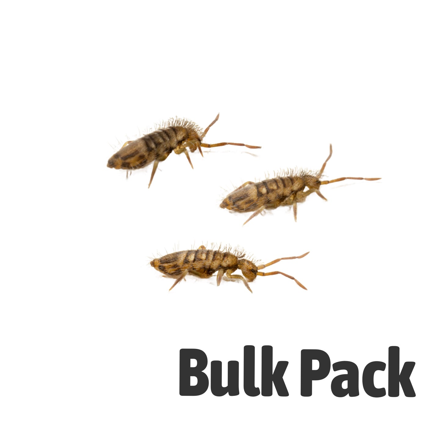Springtails Bulk — Live Bioactive Cleaner Crew for Vivariums