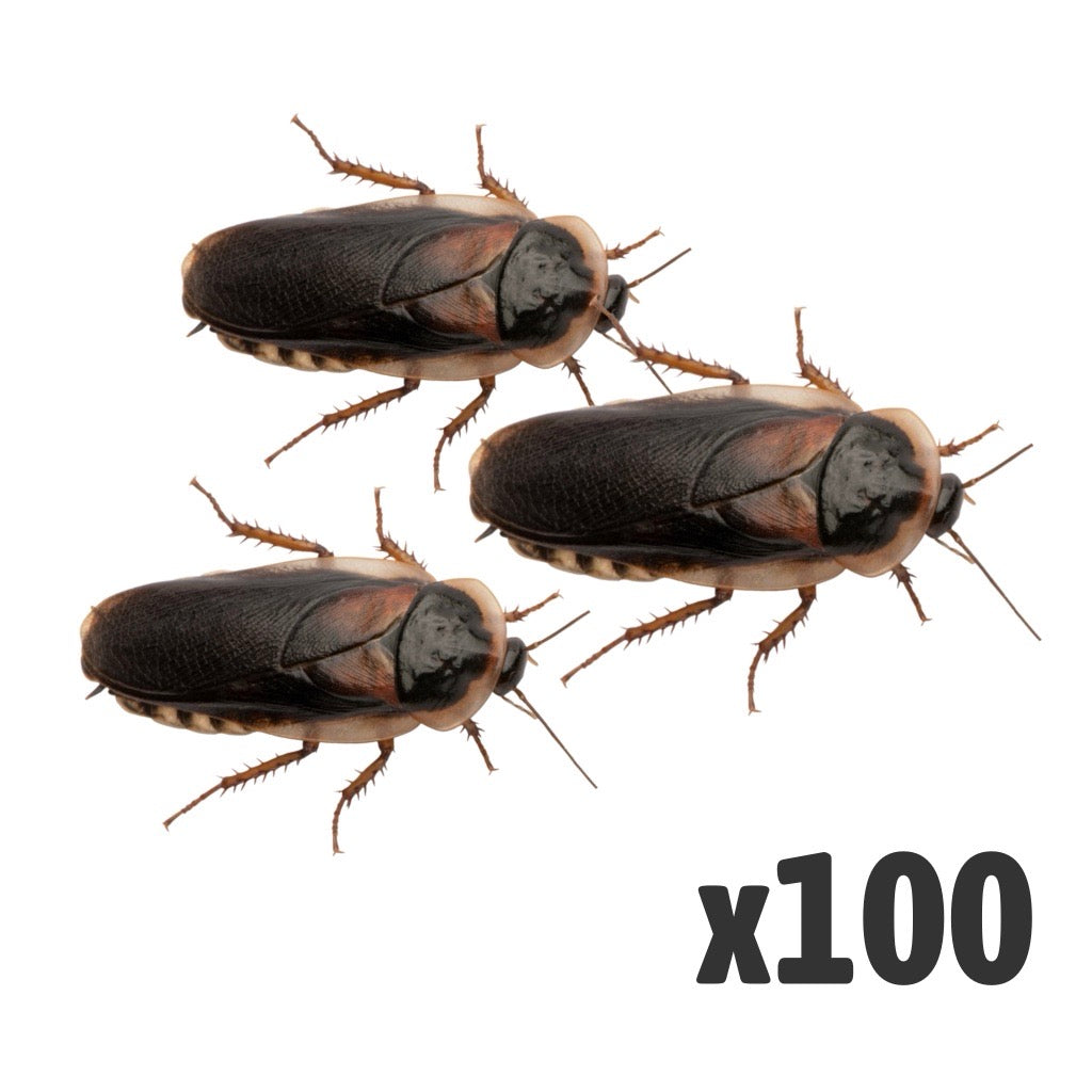 Dubia Cockroaches (Bag of 100) - Adult | Bulk Livefood