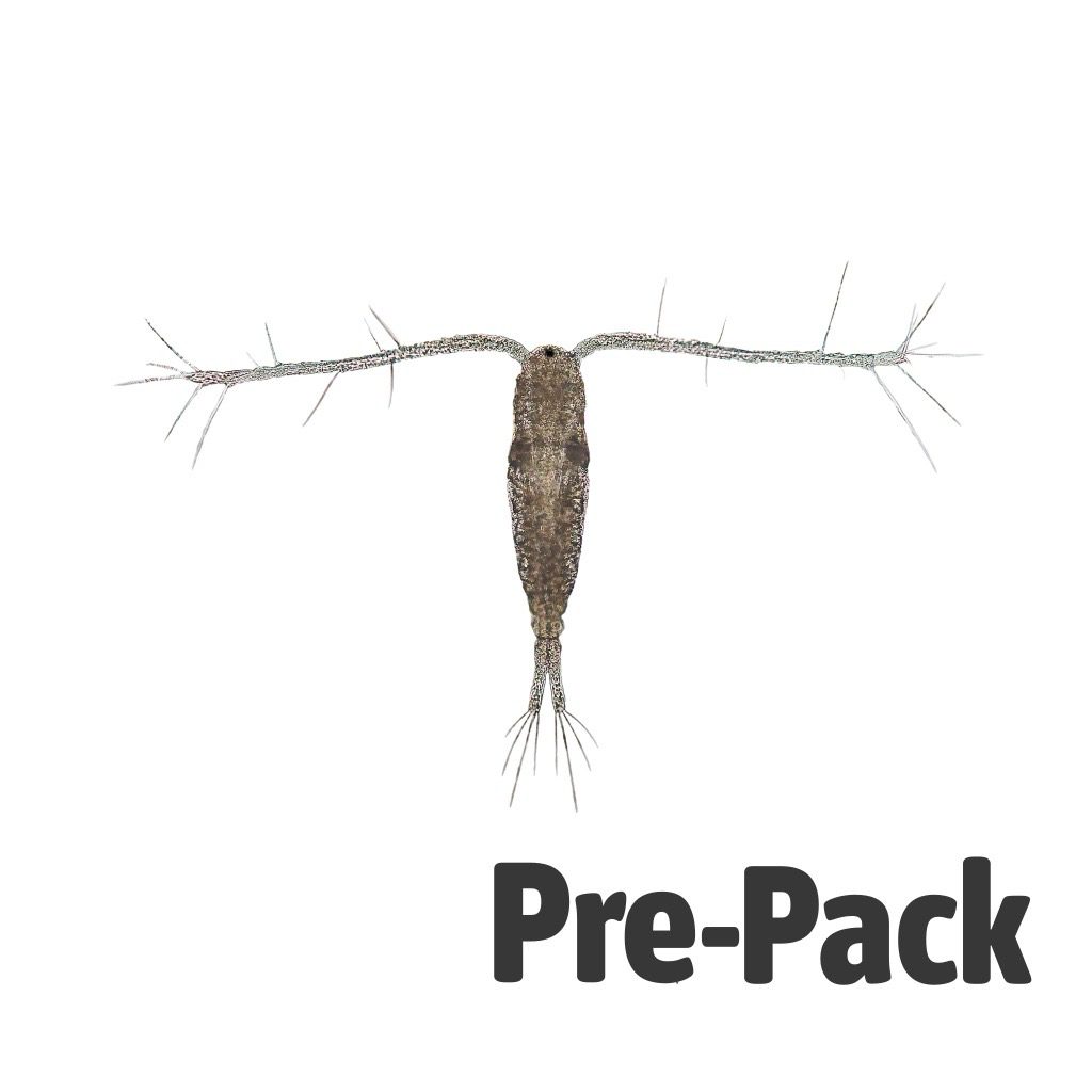 Live Copepods 100ml