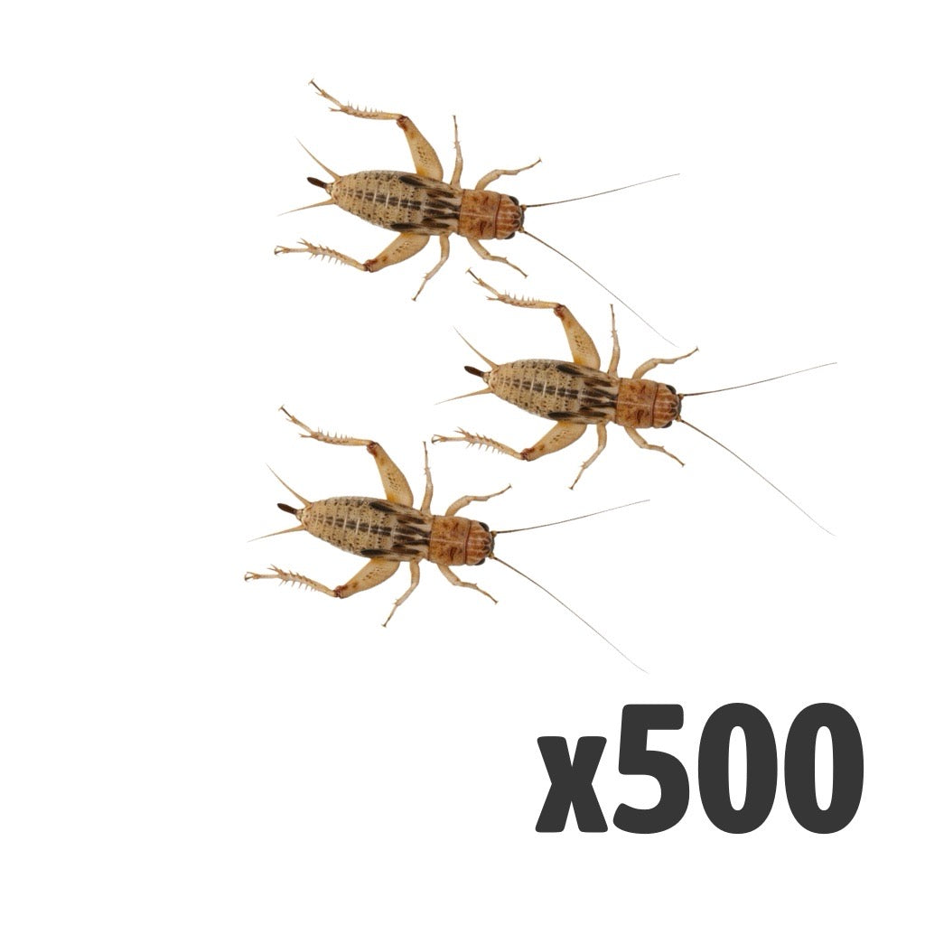 Silent Crickets Large | Bag of 500 | Bulk Livefood