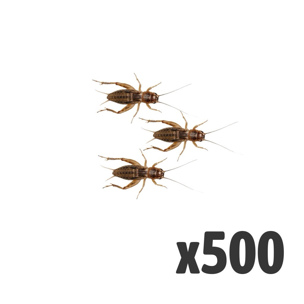 Silent Crickets Standard | Bag of 500 | Bulk Livefood
