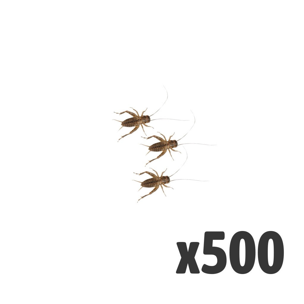 Silent Crickets Small – Tub of 500 | Live Reptile Food
