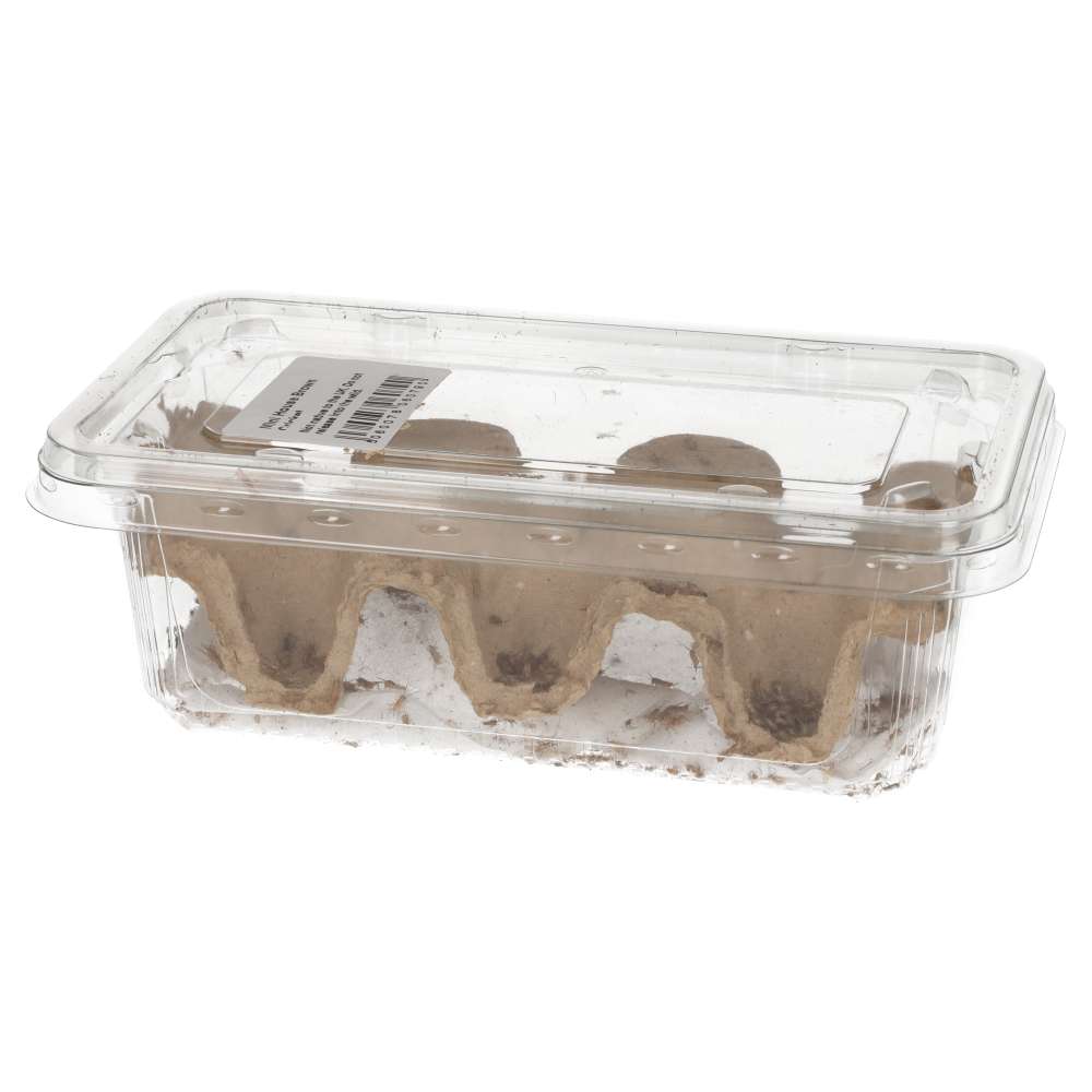 Mini Silent Brown Crickets 3-4mm