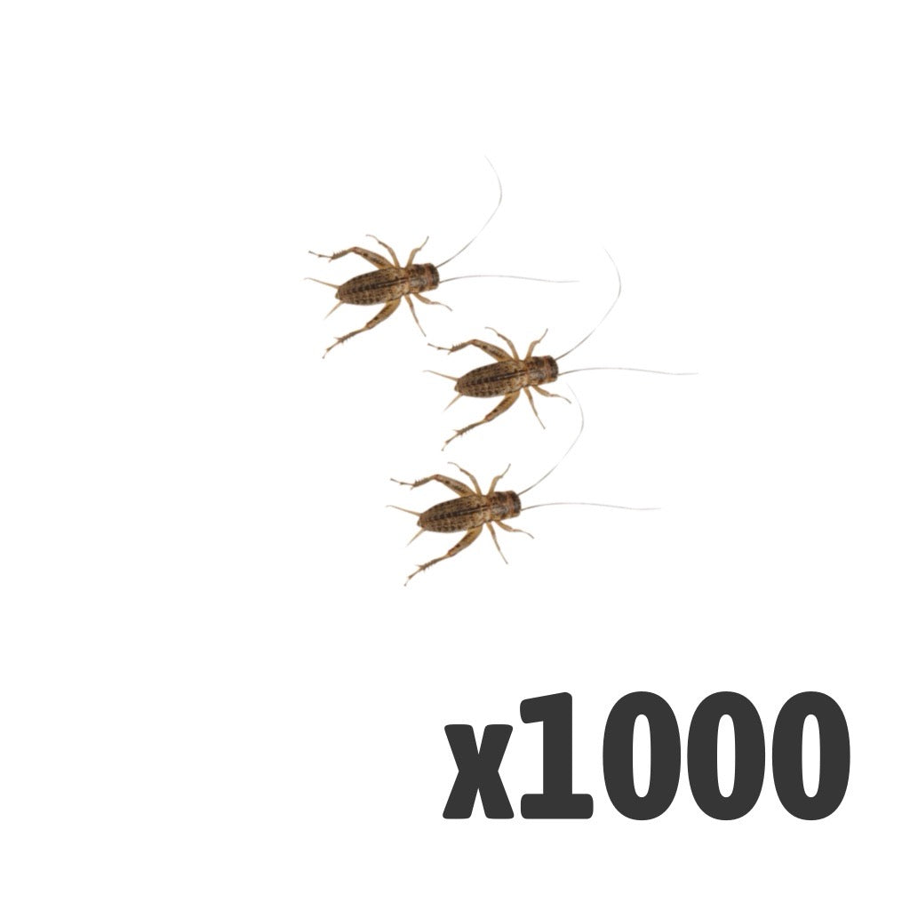 Silent Crickets Med/Small | Bag of 1000 | Bulk Livefood