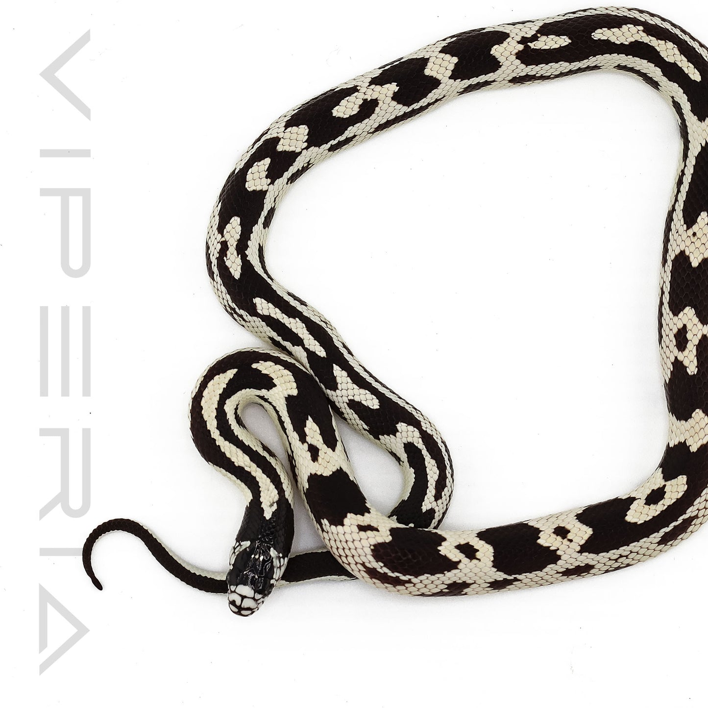 Aberrant Cali Kingsnake