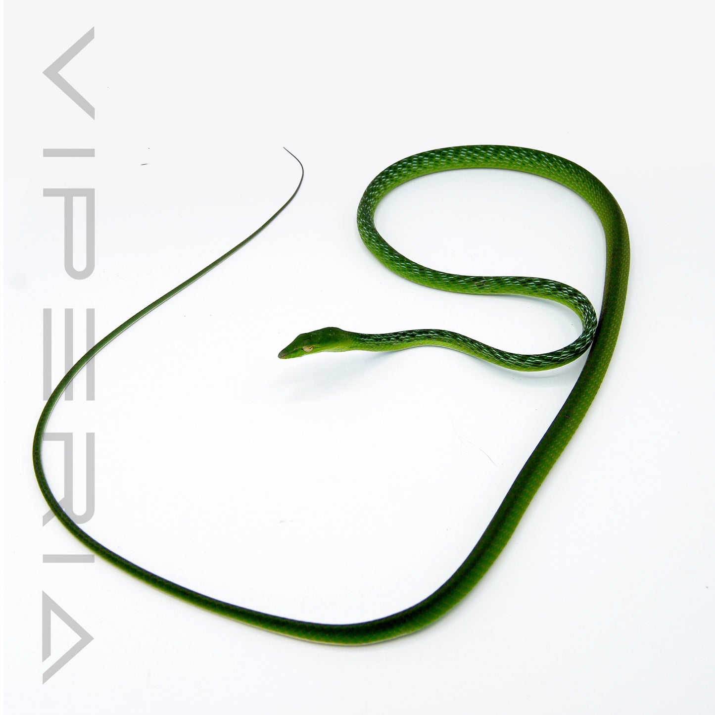 Oriental Whip Snake