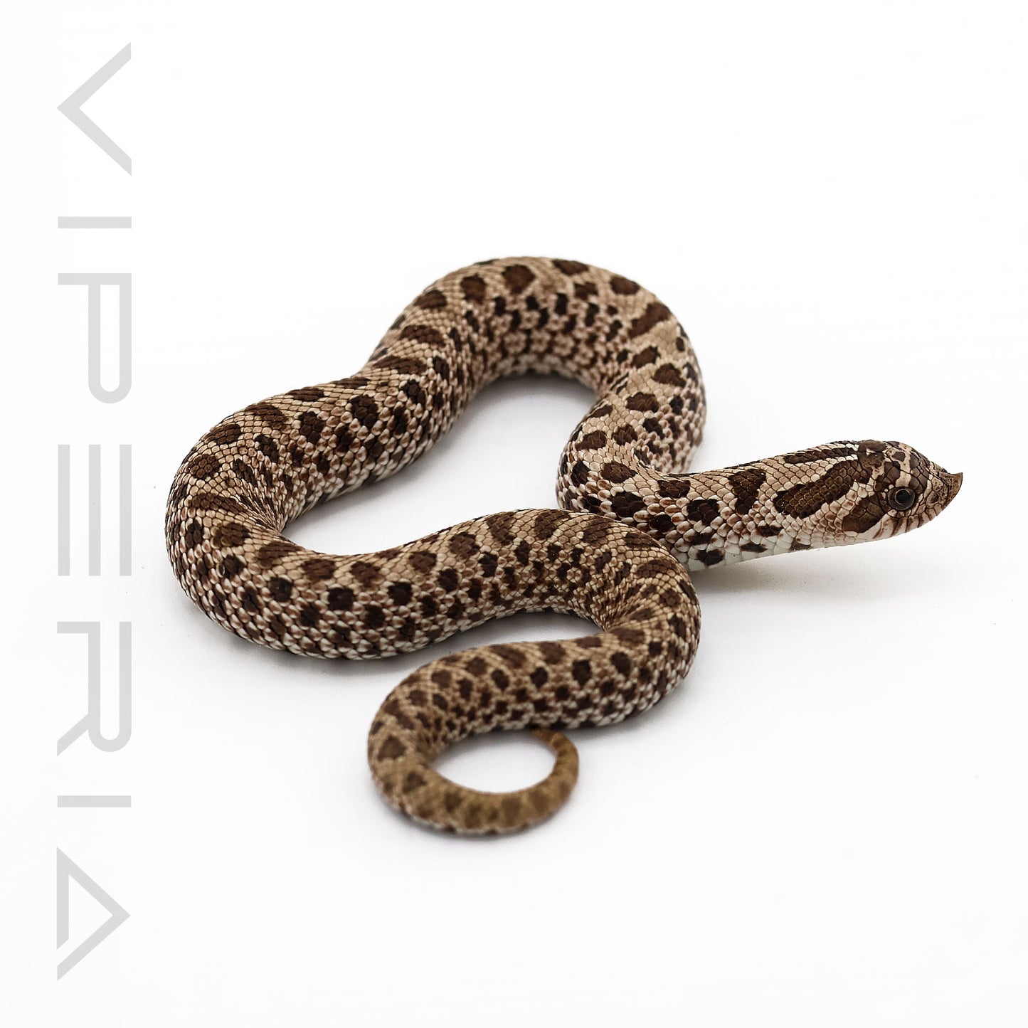 Arctic Conda Twin Spot 50% het Toffeebelly Hognose
