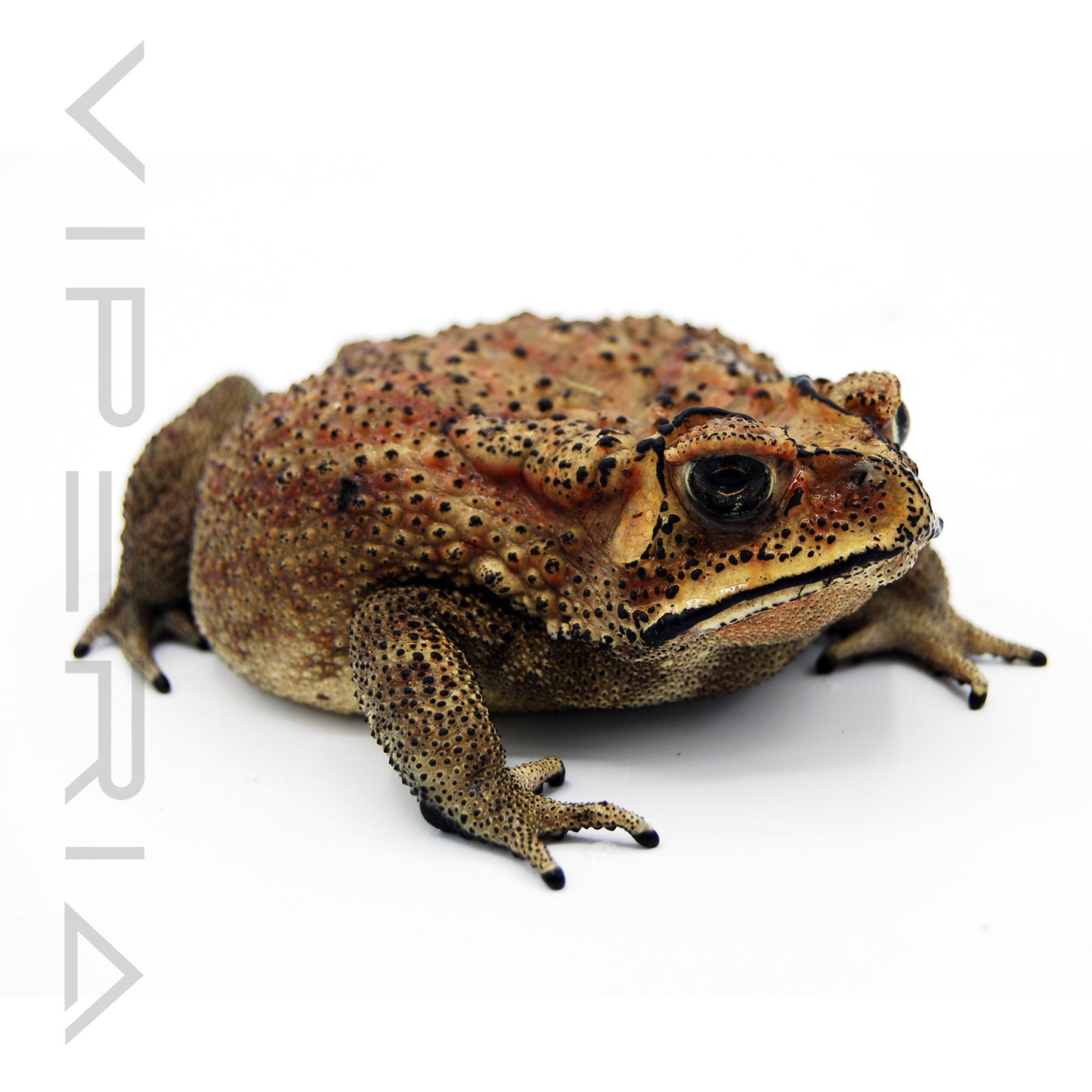 Asian Common Toad