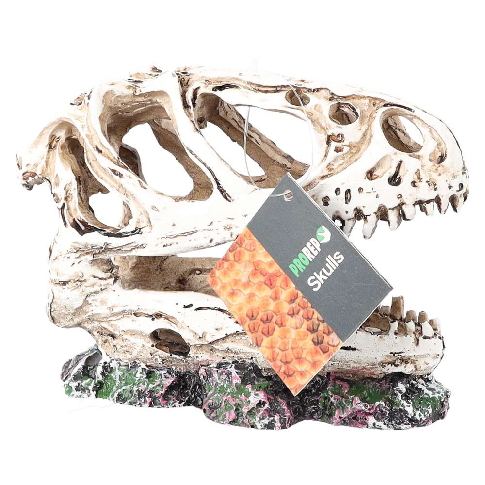 ProRep Resin Allosaurus Skull