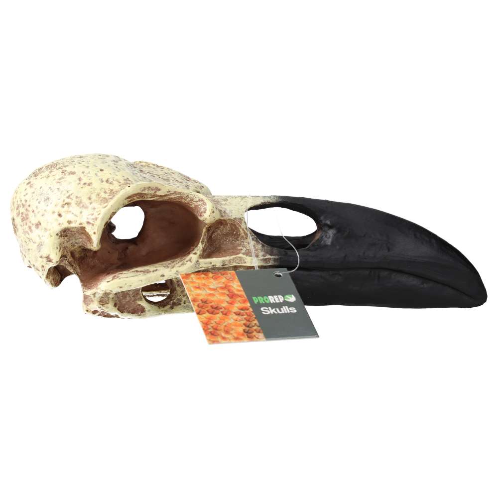 ProRep Resin Corvid Skull