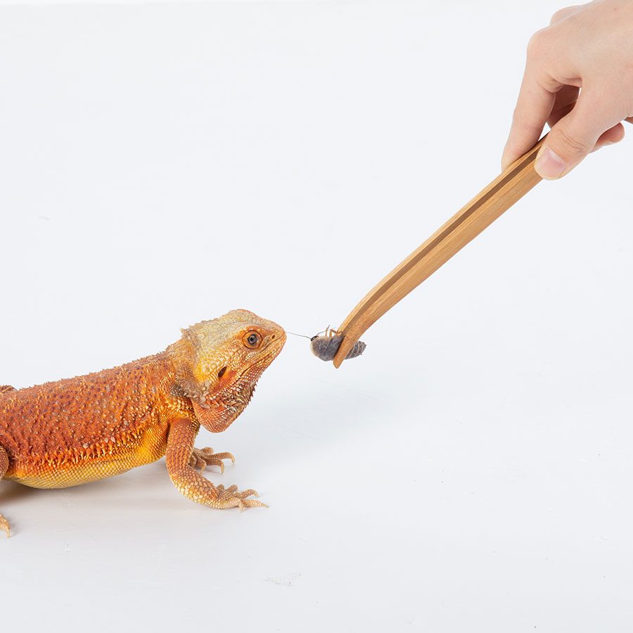 ReptiZoo Bamboo Tweezers 28cm
