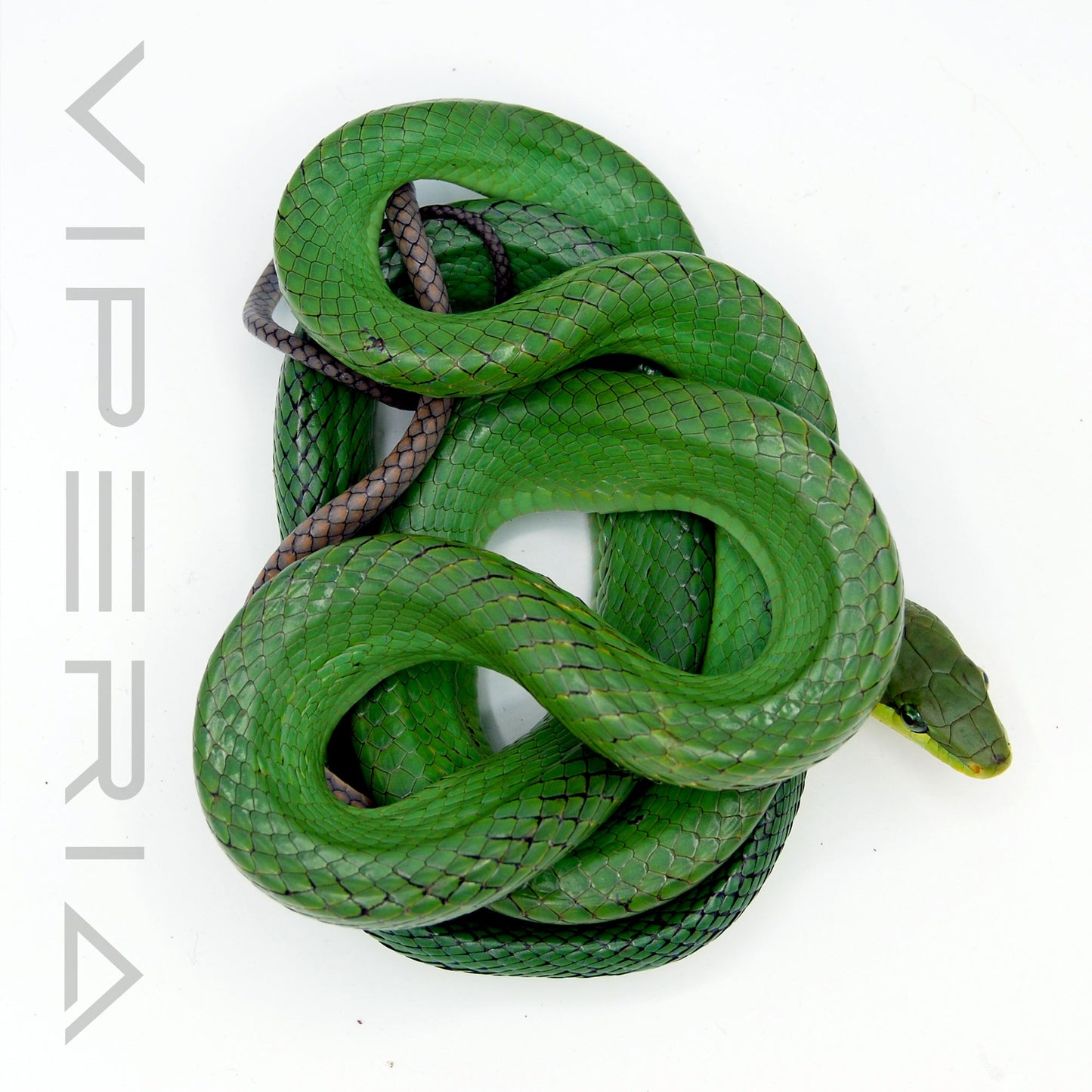 Red-Tailed Rat Snake