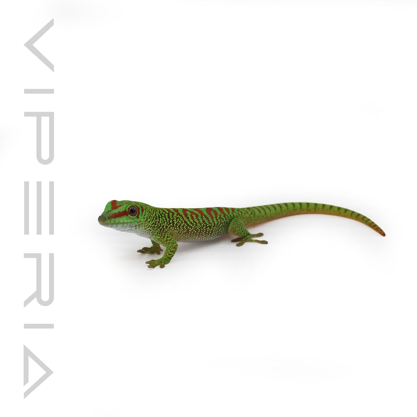 Giant Day Gecko 'High Red'