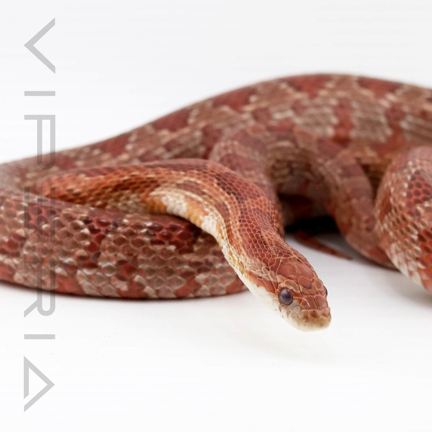 Hypo het Palmetto, Cinder, Sunkissed, Anery Corn Snake