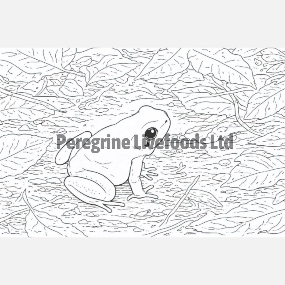 Exotics Keeper Colouring Book: Amphibian