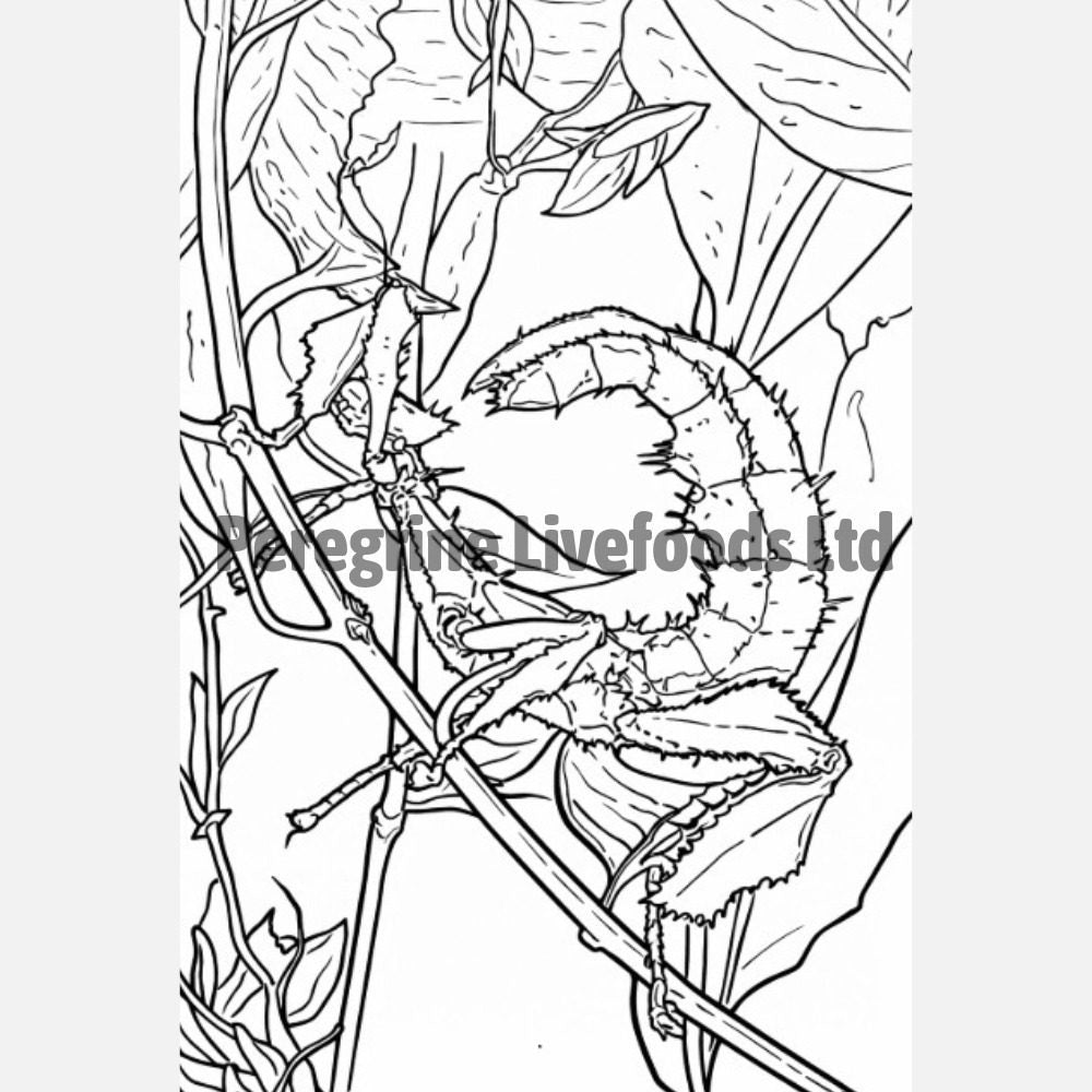 Exotics Keeper Colouring Book: Invertebrates