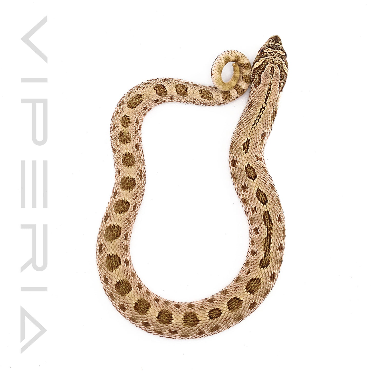 Lemon Ghost Hognose