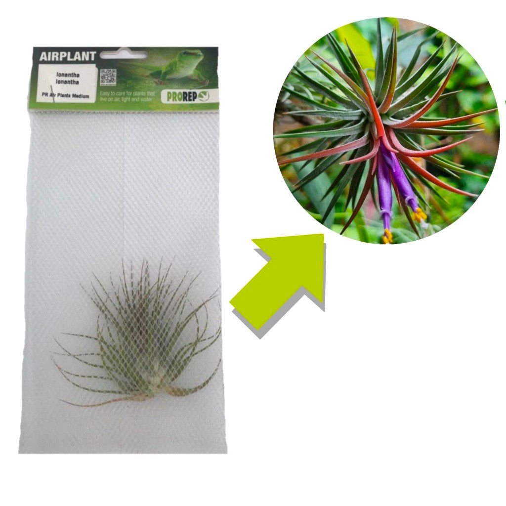 Airplant - Tillandsia ionantha var. ionantha