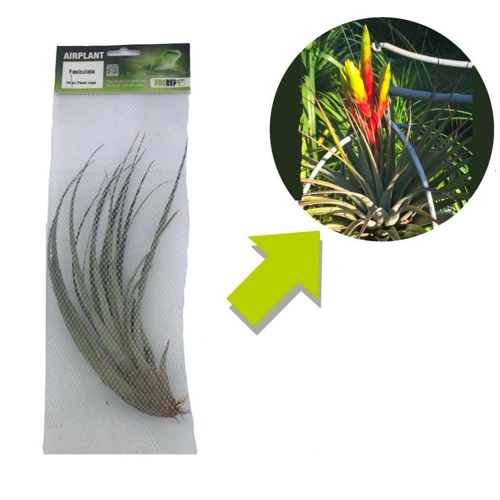 Airplant - Tillandsia fasciculata