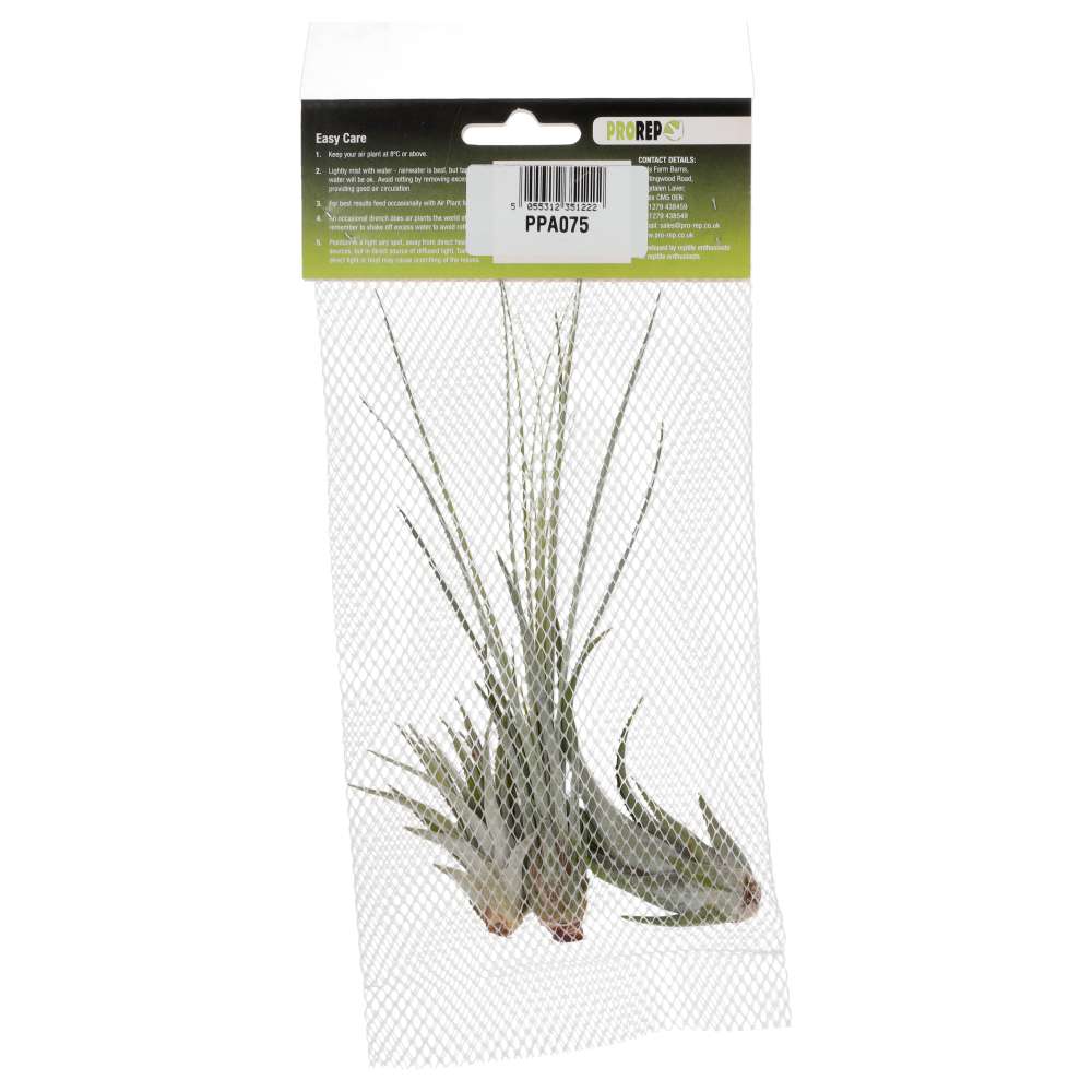 Airplant Arid Plant Mix - 3 Assorted Plants