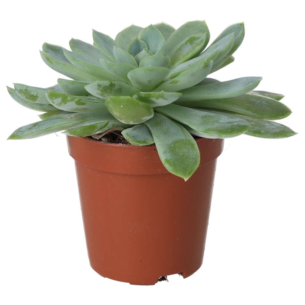 Molded Wax Agave (Echeveria agavoides)