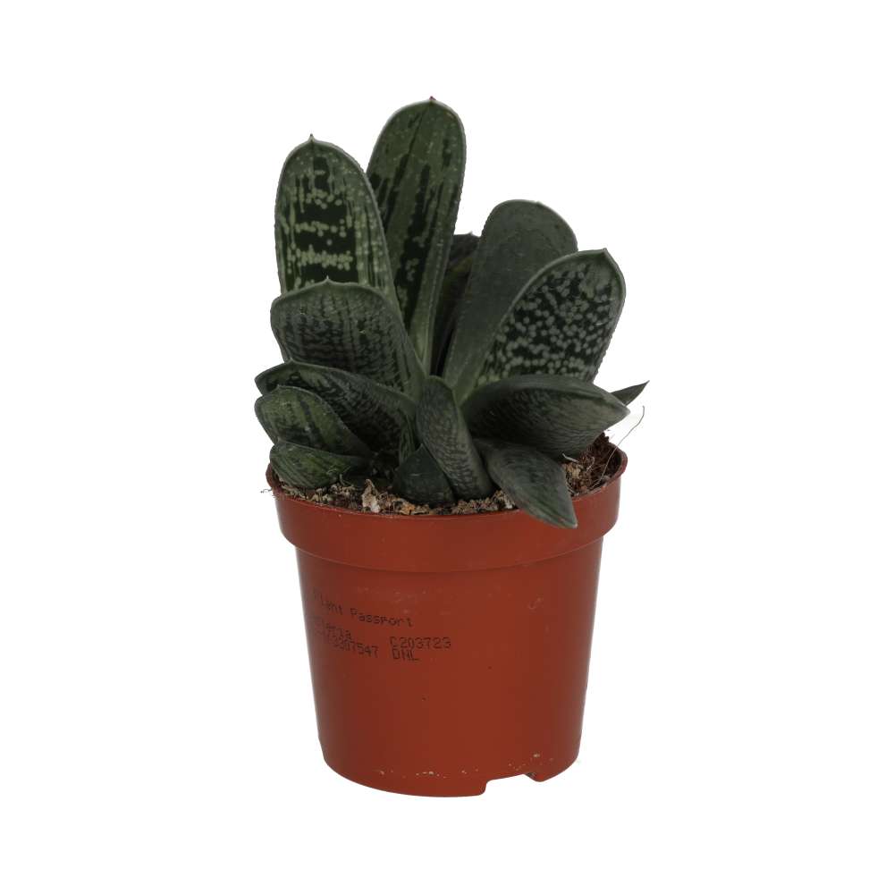 Gasteria 'Ox Tongue'