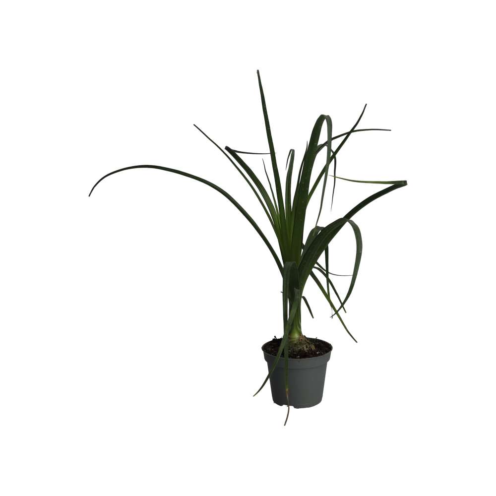 Ponytail palm (Nolina recurvata)
