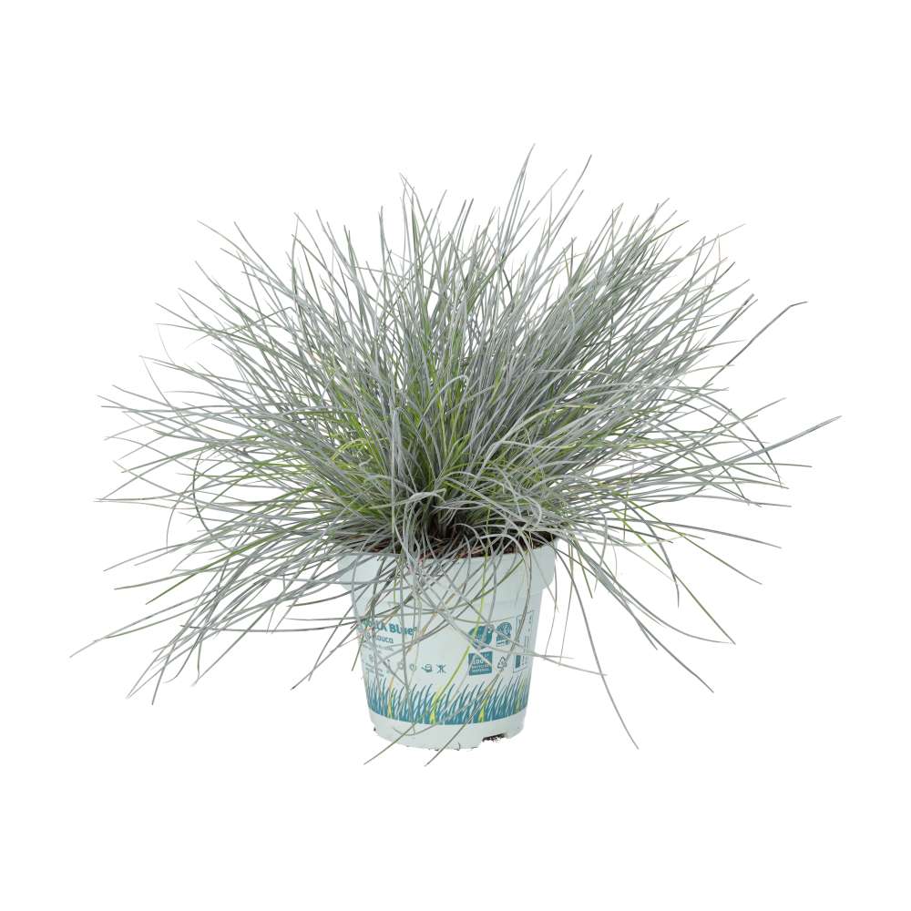 Dwarf Blue Grass (Festuca glauca)