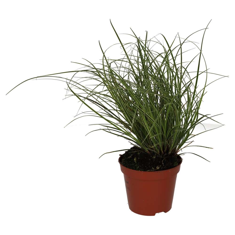 Sedge Grass 'Jubilo' (Carex brunnea)